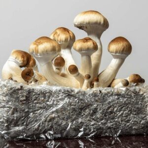 Flow State Microdosing mushroom extract powder for scientific research