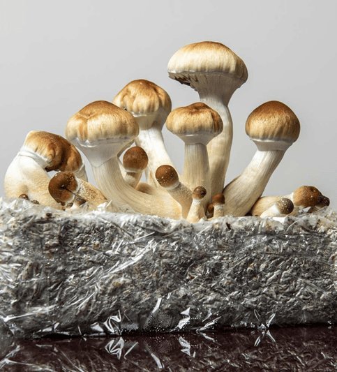 Flow State Microdosing mushroom extract powder for scientific research