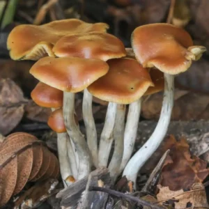 Buy Wavy Caps Mushrooms Online