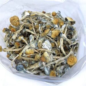 Buy Golden Teachers Magic Mushrooms Online