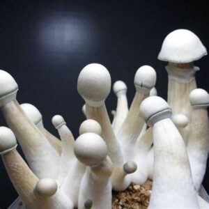 Buy Albino Penis Envy Mushrooms For Sale