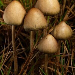 Buy Liberty Cap Mushrooms For Sale